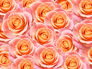 rose flower