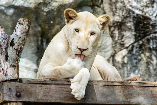 white lion