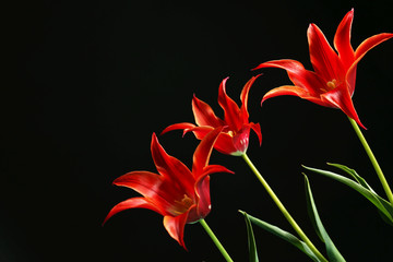 Beautiful red tulips on dark background