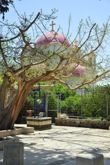 Obraz premium Gardens around the Greek Orthodox Church in Capernaum