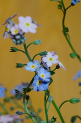 forget-me-mot - small blue and pink flowers