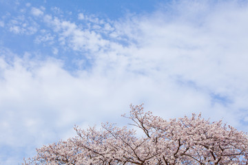 The image of beautiful nature