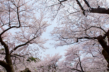 Obraz premium The image of beautiful nature
