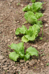 insalata nell'orto