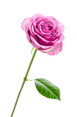 Pink rose isolated on white