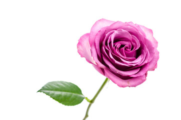 Naklejka premium Pink rose isolated on white