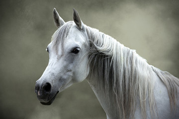 Obraz na płótnie Canvas Biały koń