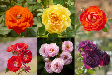 Fototapeta premium Collage from roses, growing in the garden