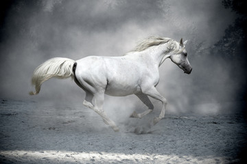 Obraz na płótnie Canvas white horse in dust