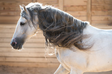 Andalusian white horse portrait in motion indoors