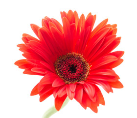 Gerbera