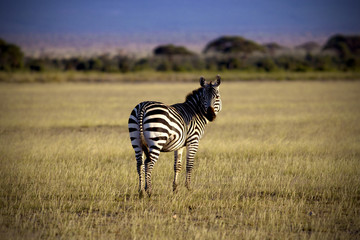 Zebra  on African savanna , Tanzania