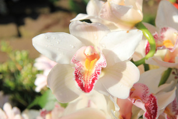 Fototapeta na wymiar White cymbidium orchids