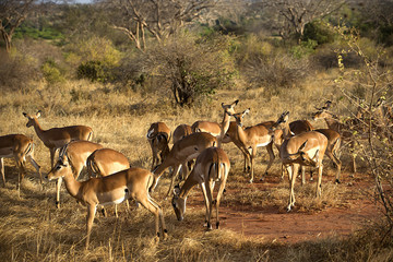 Naklejka na ściany i meble Impala antelopes