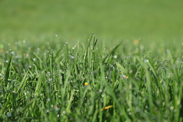 Play of color and light in morning dew on fresh grasss