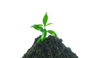 Young small new life green plant