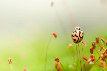 ladybug in green nature