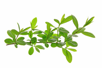 Liguster (Ligustrum vulgare)