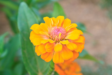 Zinnia elegans in field