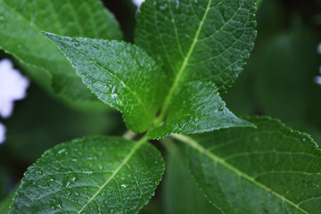 The image of landscape