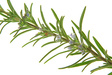 Rosmarin (Rosmarinus officinalis)