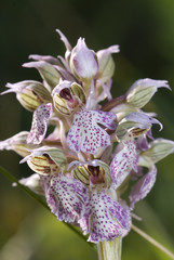 Orchidea, Neotinea lactea © Fabio Presutti
