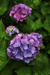 The image of beautiful nature