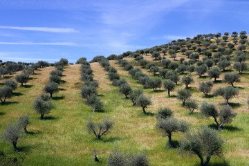 olive oil - 65100772