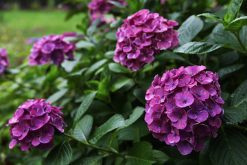 The image of beautiful nature