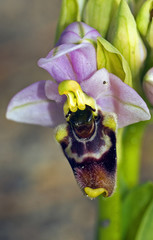 Ophrys tenthredinifera subsp. negletta © Fabio Presutti