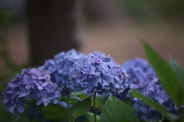 The image of beautiful nature