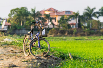 bicycle at rice field