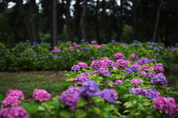 Obraz premium The image of beautiful nature