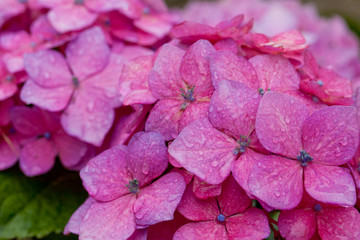 The image of beautiful nature