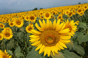 Obraz premium ヒマワリ畑