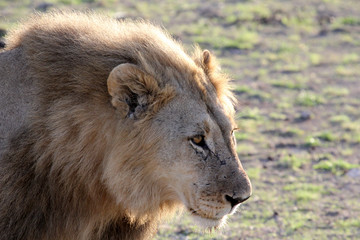 Löwe, Portrait