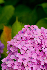 The image of beautiful nature