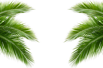 leaves of coconut tree isolated on white background