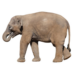 Fototapeta na wymiar Elephant, isolated on background
