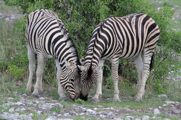 Fototapeta na wymiar Zebras grasend