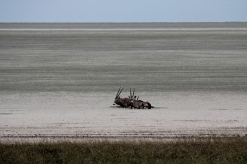 Oryx-Antilopen, Etosha, Namibia
