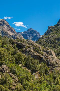 Foret de Bonifatu in Corsica