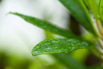 The image of landscape