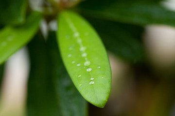 The image of landscape