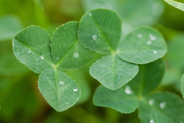 The image of landscape