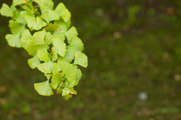 The image of landscape