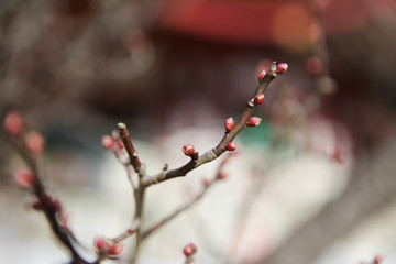 The image of flower