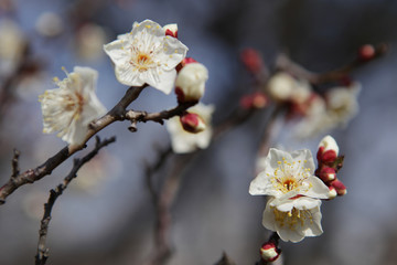 The image of flower