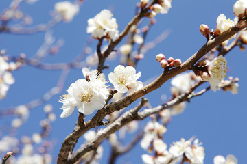 Obraz premium The image of flower