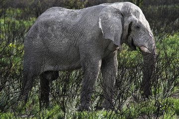 Elefanten Bulle, Namibia
